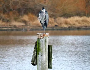 The Kirkland Hideaway (Pet Friendly near Lake WA) - Image 5