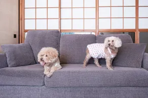 [SYOURYU] Entire house for rent where you can stay with your dog | 5 minutes to Azumigawa River, parking for 2 cars | Enjoy nature, play in the river - Image 5