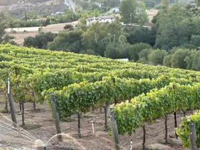 Barking Dog Winery - Image 4
