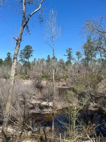 Riverfront nature escape 12 mins from Lake City - Image 3