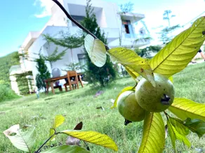 Jasmine healing villa garden - Image 5