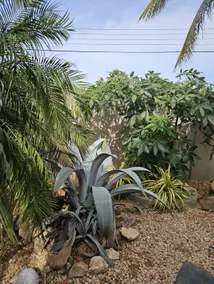 Bon Bini, Aruba - Image 4