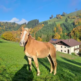 Holiday home on the farm Alpine Mostviertel - Image 5