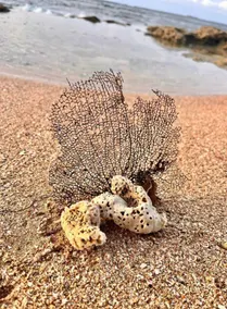 Sands - Breeze at the Ocean - Image 2