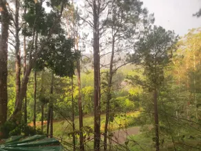Find yourself in the Forest - Image 2