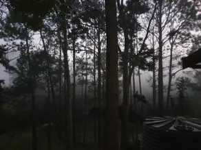 Find yourself in the Forest - Image 5