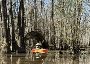 Lulu’s Louisiana Swamp Camp - Image 5
