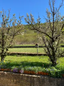 House near the forest - Image 1