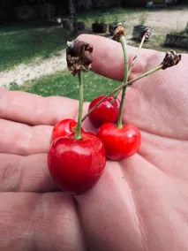 Les Casèlas - Cherry - Image 2