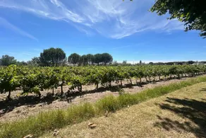 Gîte de la Cave Charme provençal avec jardin à Aigues-Mortes - Image 2