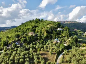 The house among the olive trees, entire cabin, pool & love - Image 2