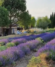 Blue Lavender Bastide of Mandarine - Image 2