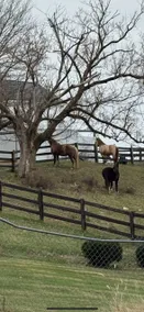 Noah’s Carriage Haus - Relax! - Image 5