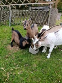 A peaceful haven, mini farm & children's games - Image 2