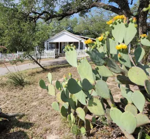 The Crumley House in the Texas Hill Country - Image 4