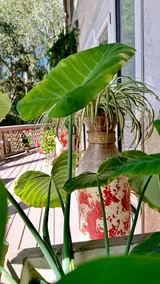 Montecito Serene Retreat - Image 3