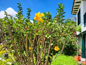 The Cattleya House, 8 bckstoPlaza/WiFi/garden/BBQ - Image 2