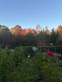 Birdsnest, garden cottage nestled near Launceston - Image 3