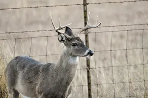 Serene Hill Country Wildlife Sanctuary w/ Porch - Image 4
