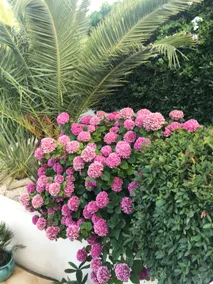 *Sainte Maxime Croisette - Lovely Villa + Pool* - Image 2