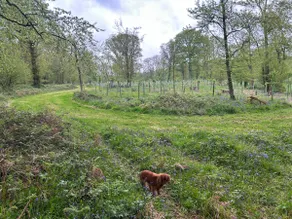 In grounds of dower house on large country estate - Image 5