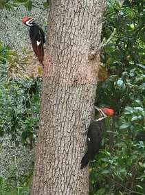 2 Room Apt. (#2) under Live Oaks on Amelia Island! - Image 3