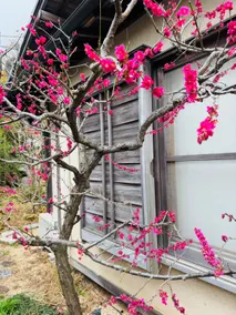[Kamakura Fujakurou] Japanese-style inn-like house with a Japanese garden designed by a famous gardener - Image 2
