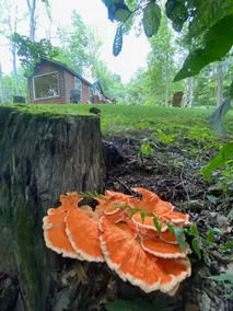Cabin in the Woods at Coshocton KOA - Image 4