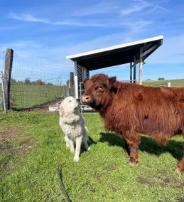Wine country baby goats! lambs! Fuzzy Cows! - Image 4