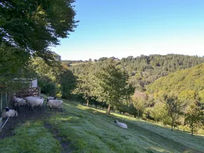 Woodland Retreat - Image 5