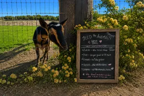 Chic Sheep Retreat ~ Rescue Animals+Views+Ballard - Image 5
