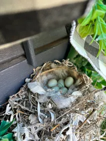 Norah's Nest - Image 5