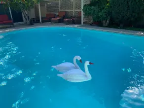 Hidden Oasis. Pool and Garden. Patios. BBQ. - Image 5