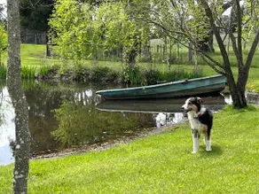 Sounds of a babbling brook and kookaburra laughter - Image 4