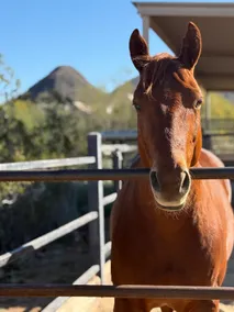 The Guest House-Equestrian Villa in Scottsdale - Image 2