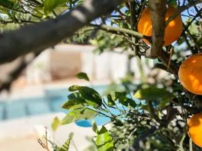 Moritz Guest House. Pool and tranquility near the sea - Image 5