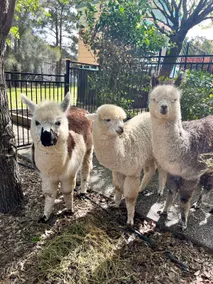Lovedale Alpaca Stay with Pool & Games - Image 5
