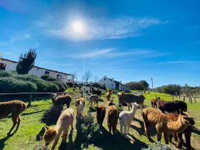 Alpaca Inn - Image 2