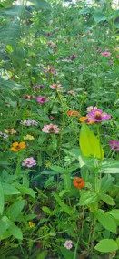 Cozy 2B/1 Hideaway With Hidden Wildflower Garden - Image 2