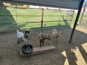 The GOAT Rental Pickleball + Full Kitchen - Image 2