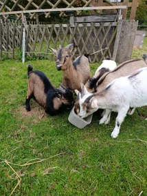 Viking cabin, children's games & mini farm - Image 3