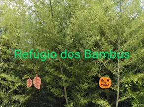 Bamboo Refuge - Country House - Image 3