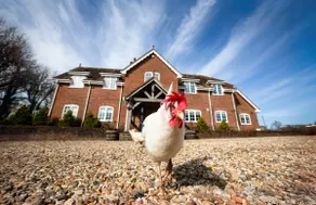 Langford farmhouse - New Forest National Park Luxury 4bd, hot tub, cinema, 10 acres - Image 3