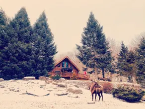 Dino's Black Bear Cabin - Image 2