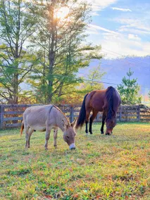Elegant Tudor Cottage: Farm Animals, Views, Vintage Decor - Image 2