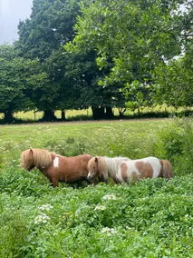 Milkwell’s heavenly place - Image 5