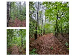 Close to I95, grill, fire pit, forest trail, sauna - Image 5