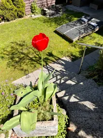 Big Apartment with garden Rapperswil-Jona - Image 5