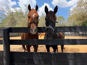 “Couples Retreat” Horses gated jacuzzi pool Apt1 - Image 2