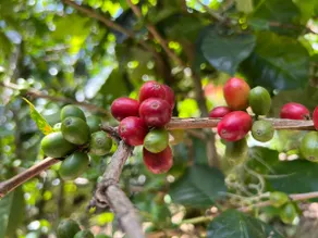 Villa Esperanza coffee farm and Catedral cabin - Image 3